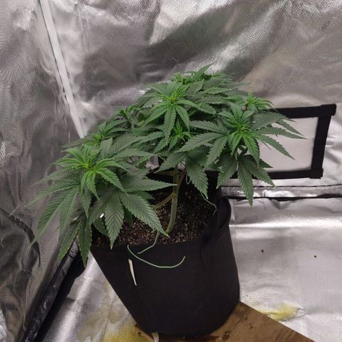 Quick Critical + growlog photo: My damaged plant