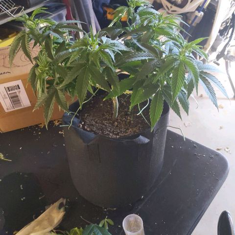 Quick Critical + growlog photo: Nondamaged plant
