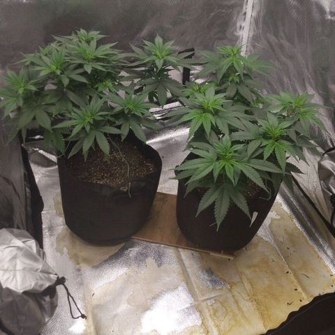 Quick Critical + growlog timeline photo