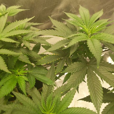 Quick Critical + growlog timeline photo