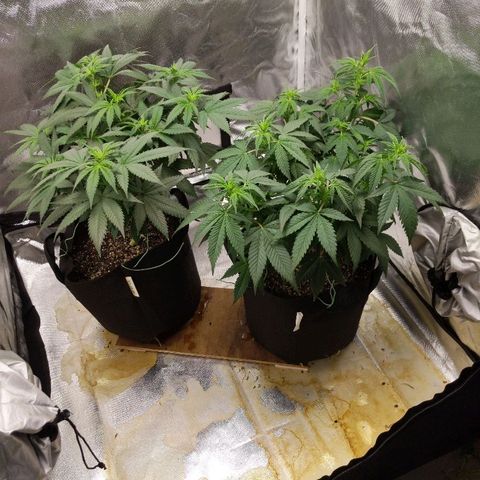 Quick Critical + growlog timeline photo