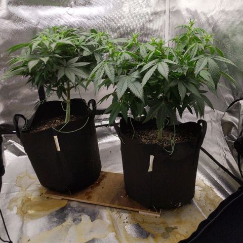 Quick Critical + growlog timeline photo