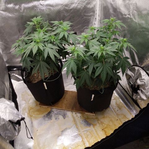Quick Critical + growlog timeline photo