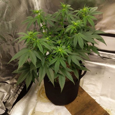 Quick Critical + growlog photo: LST ties off. Plants defoliated.