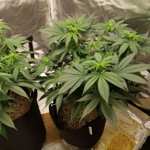 Quick Critical + growlog photo: LST ties off. Plants defoliated.