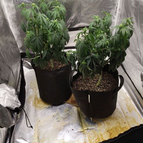 Quick Critical + growlog photo: Thirsty