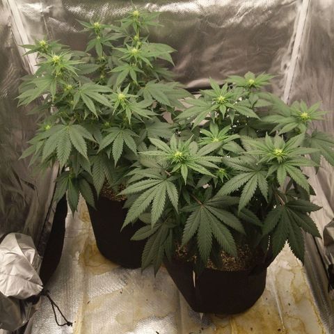 Quick Critical + growlog timeline photo