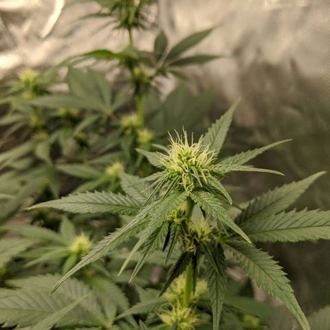 Quick Critical + growlog timeline photo