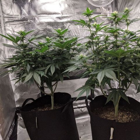 Quick Critical + growlog timeline photo
