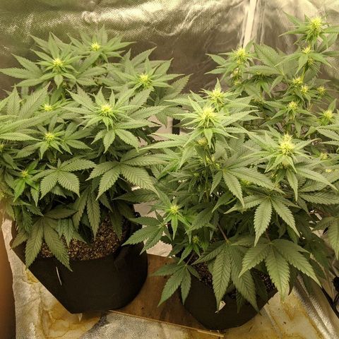 Quick Critical + growlog timeline photo
