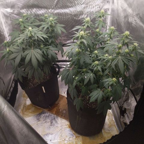 Quick Critical + growlog photo: Thirsty