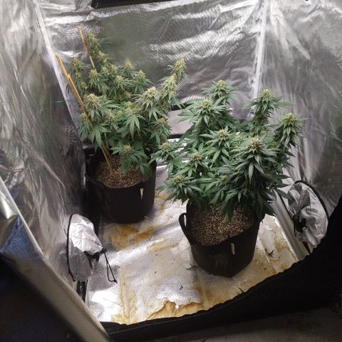 Quick Critical + growlog timeline photo