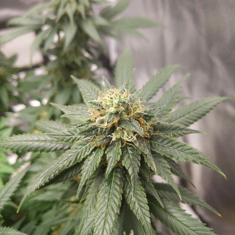 Quick Critical + growlog timeline photo
