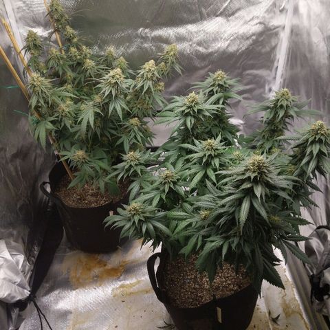 Quick Critical + growlog timeline photo