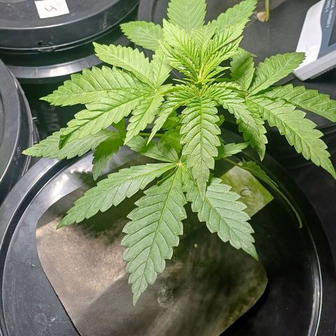 Jack Lemonade #2 growlog timeline photo
