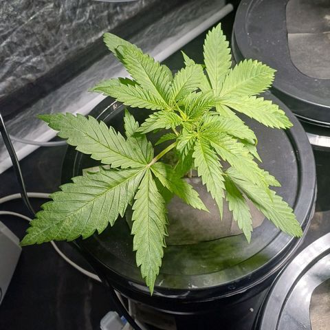 Jack Lemonade #1 growlog timeline photo