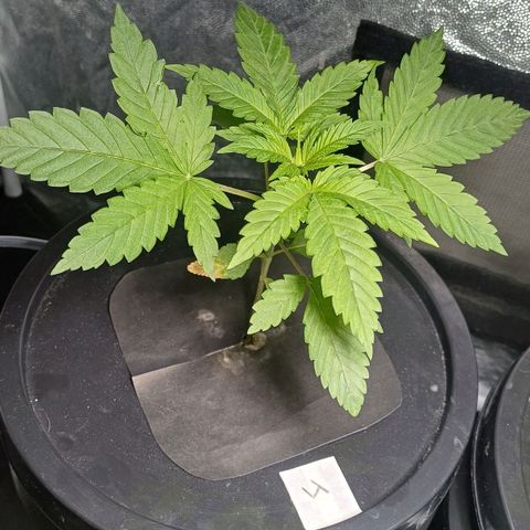 Jack Lemonade #4 growlog timeline photo