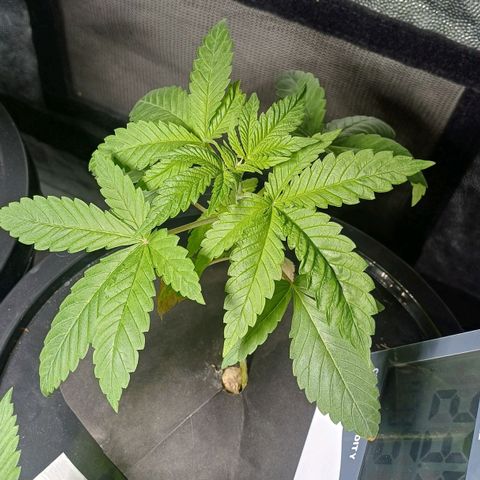Jack Lemonade #3 growlog timeline photo