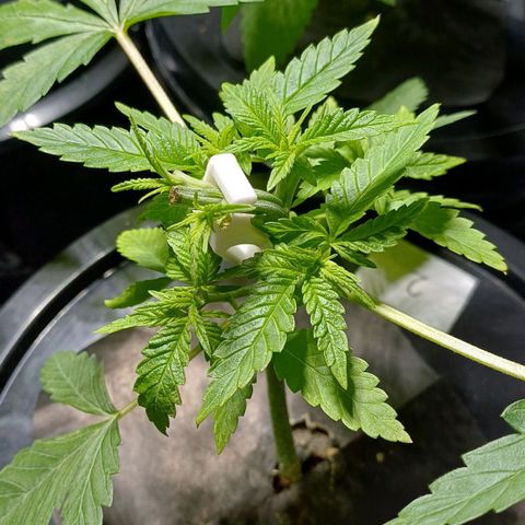 Jack Lemonade #2 growlog timeline photo