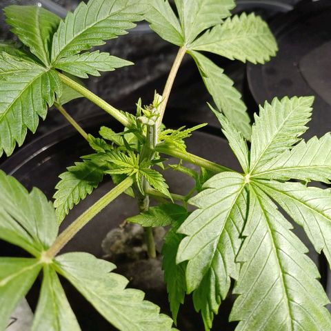 Jack Lemonade #1 growlog timeline photo