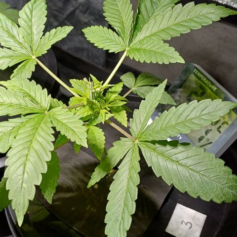 Jack Lemonade #3 growlog timeline photo