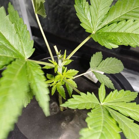Jack Lemonade #4 growlog timeline photo