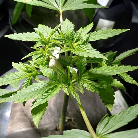 Jack Lemonade #2 growlog timeline photo