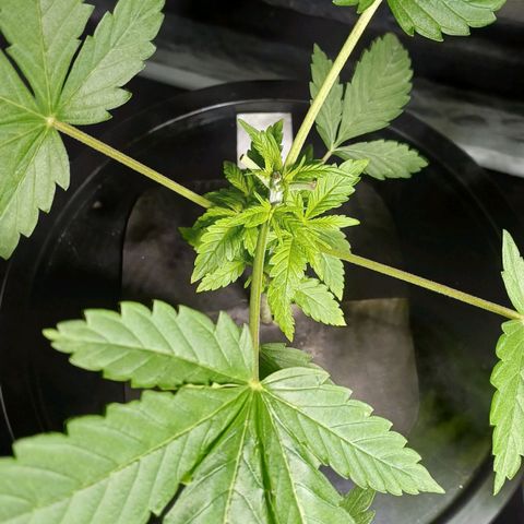 Jack Lemonade #4 growlog timeline photo