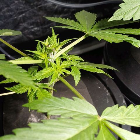 Jack Lemonade #1 growlog timeline photo