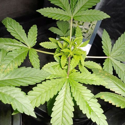 Jack Lemonade #3 growlog timeline photo