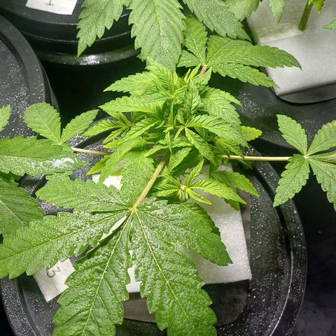 Jack Lemonade #3 growlog timeline photo