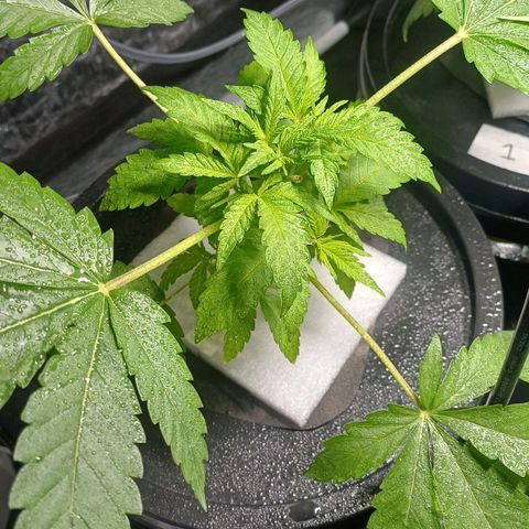 Jack Lemonade #4 growlog timeline photo