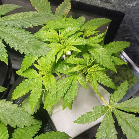 Jack Lemonade #2 growlog timeline photo