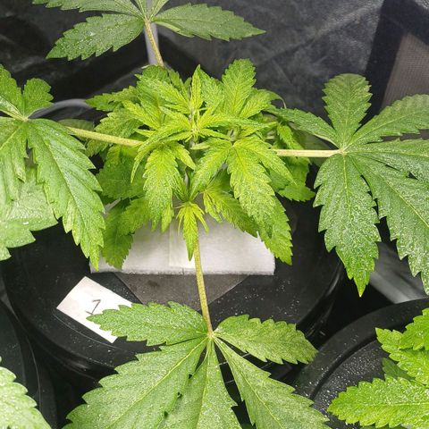 Jack Lemonade #1 growlog timeline photo
