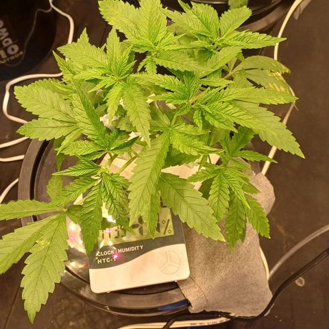 Jack Lemonade #2 growlog timeline photo