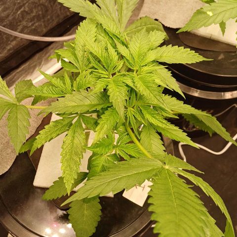 Jack Lemonade #1 growlog timeline photo