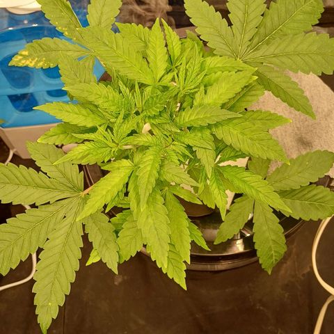 Jack Lemonade #3 growlog timeline photo