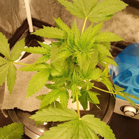 Jack Lemonade #4 growlog timeline photo