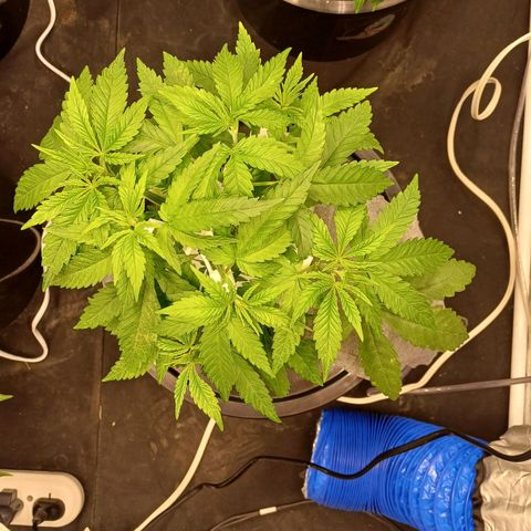 Jack Lemonade #2 growlog timeline photo