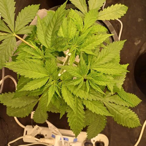 Jack Lemonade #1 growlog timeline photo