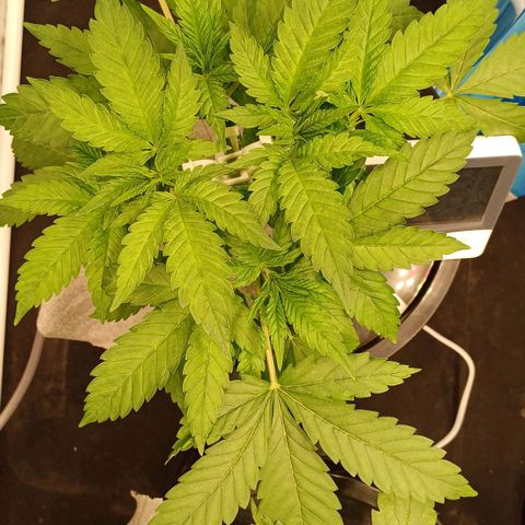 Jack Lemonade #4 growlog timeline photo