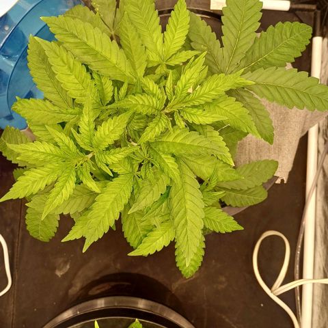 Jack Lemonade #3 growlog timeline photo