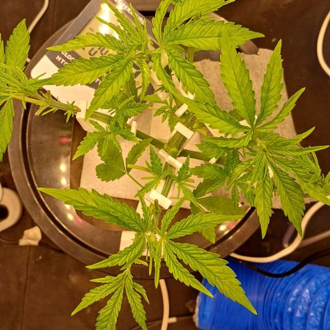 Jack Lemonade #2 growlog timeline photo