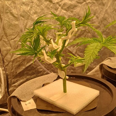 Jack Lemonade #1 growlog timeline photo
