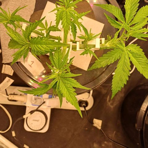 Jack Lemonade #1 growlog timeline photo