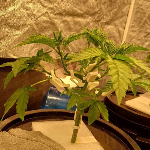 Jack Lemonade #4 growlog timeline photo