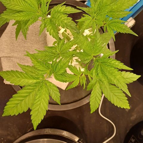 Jack Lemonade #4 growlog timeline photo