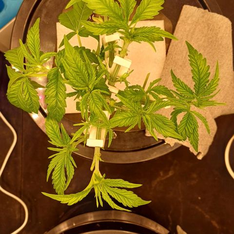 Jack Lemonade #3 growlog timeline photo