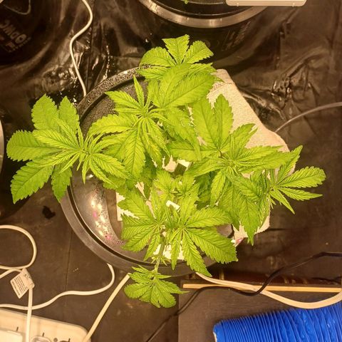 Jack Lemonade #2 growlog timeline photo