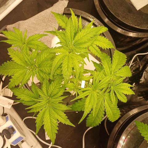 Jack Lemonade #1 growlog timeline photo
